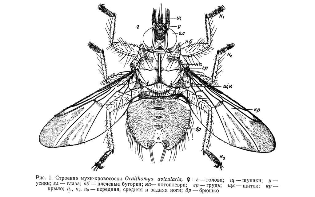 На фото описано строение мух